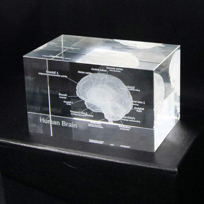3D Human Anatomical Model Brain Science Decor