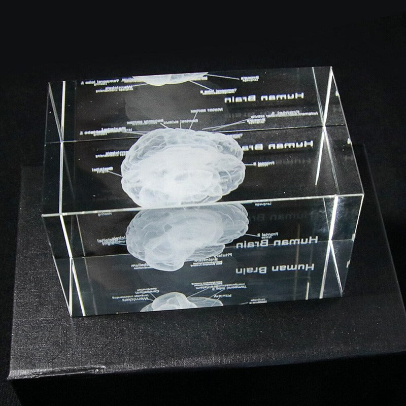 3D Human Anatomical Model Brain Science Decor