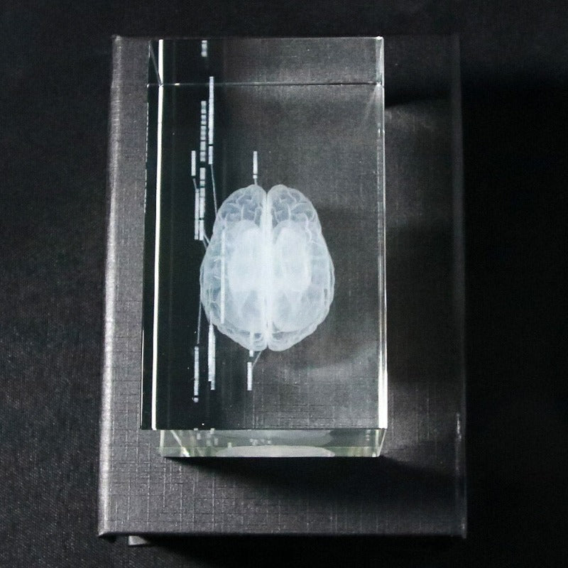 3D Human Anatomical Model Brain Science Decor