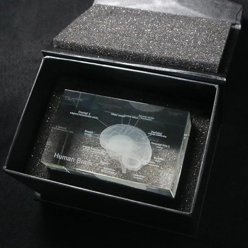 3D Human Anatomical Model Brain Science Decor