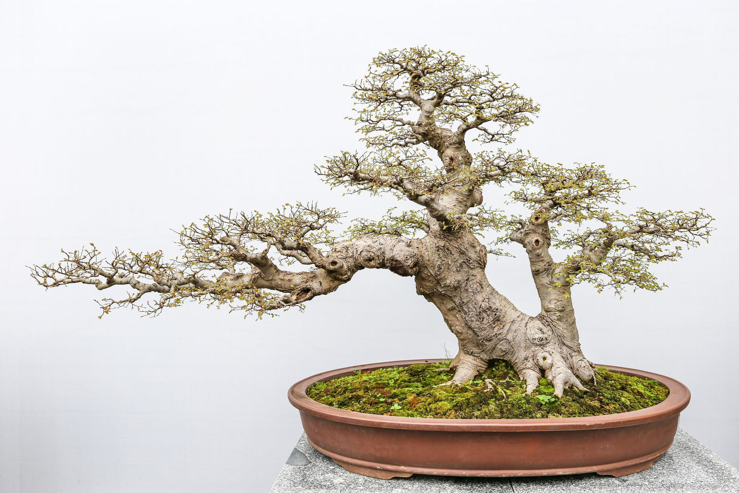 Floating Bonsai Tree: How to Decorate Your Home with It