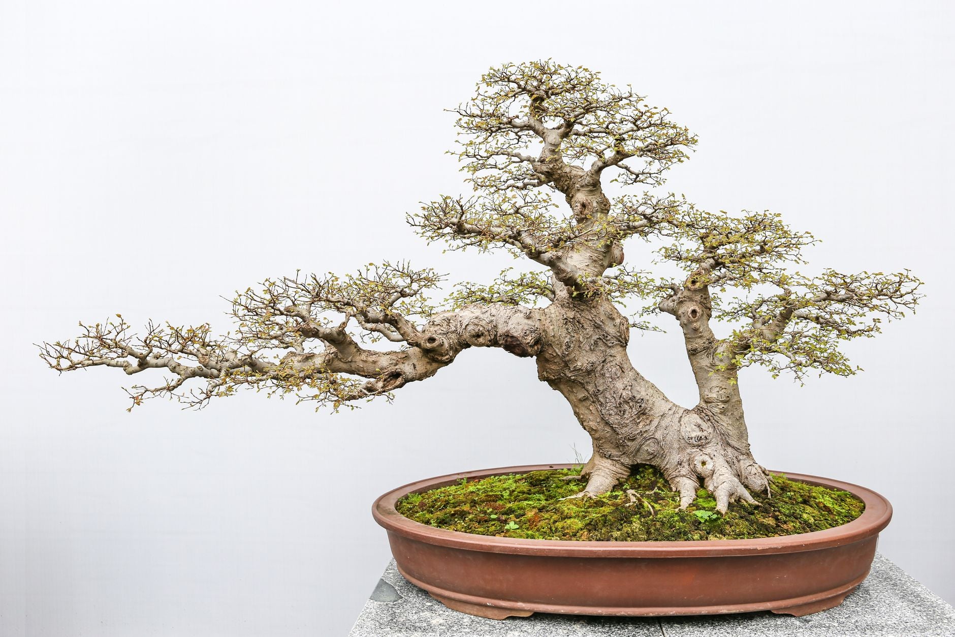 Floating Bonsai Tree: How to Decorate Your Home with It
