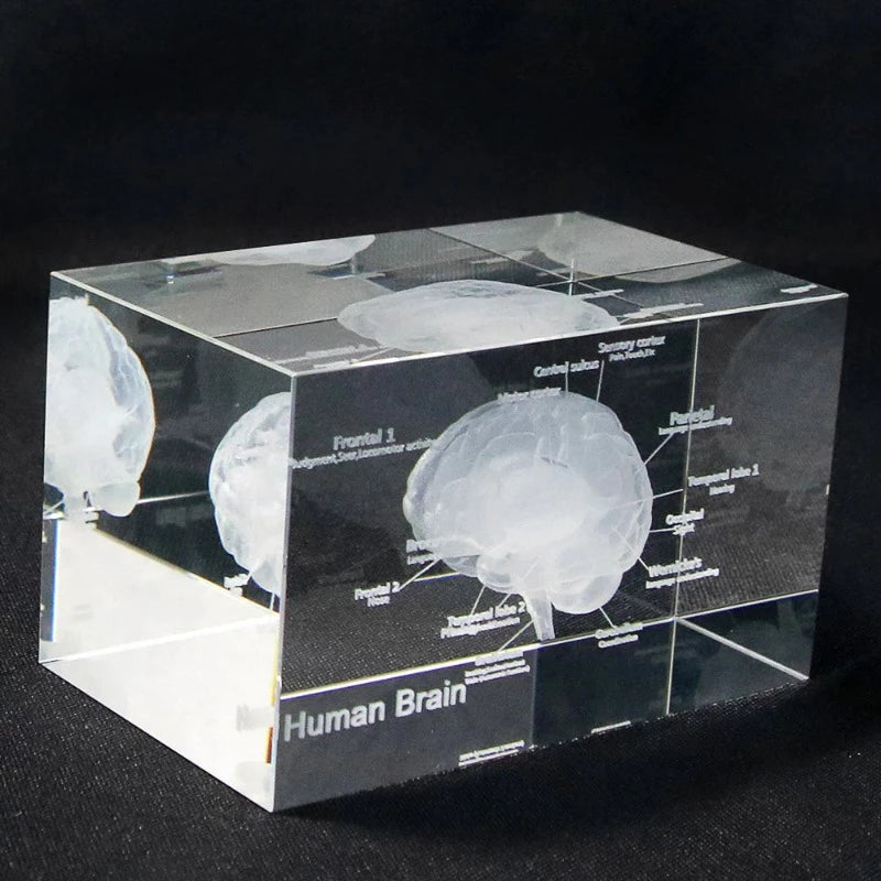 3D Human Anatomical Model Brain Science Decor
